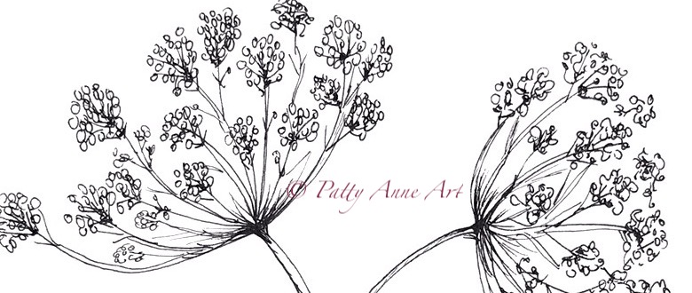queen anne's lace ink sketch